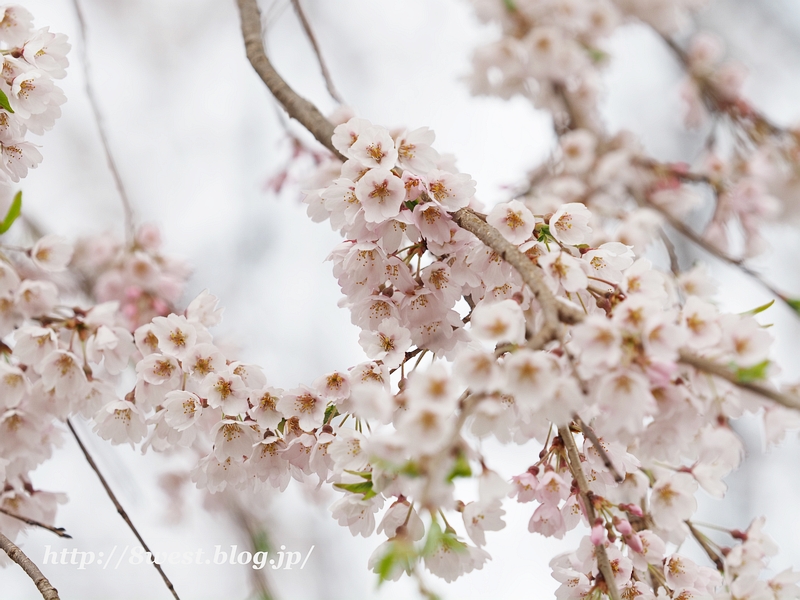 祖霊桜23