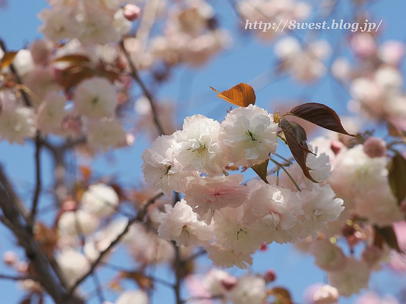 八重桜05