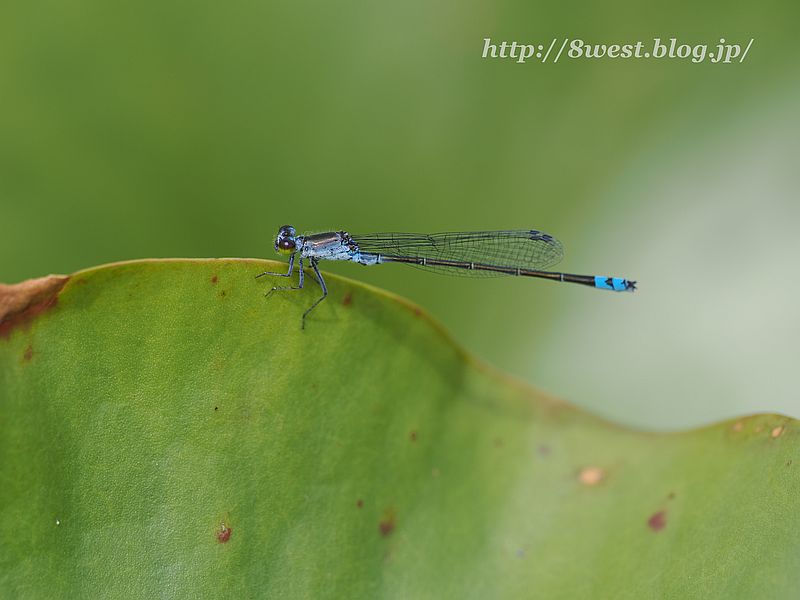 クロイトトンボ3
