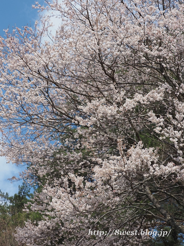 野桜01