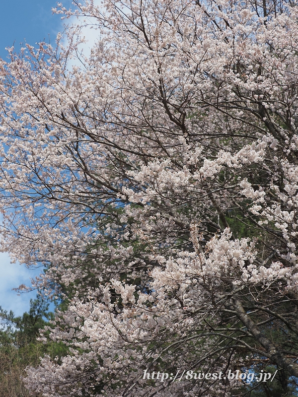 野桜01