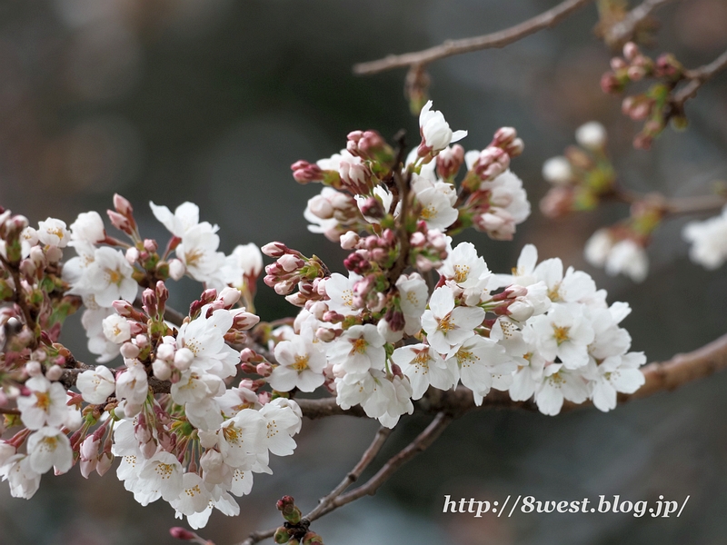 桜2