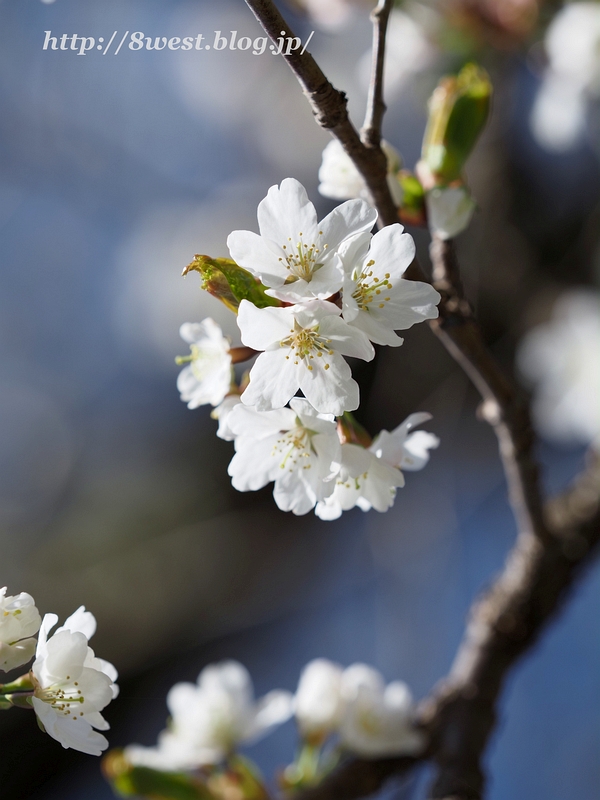 霞桜03