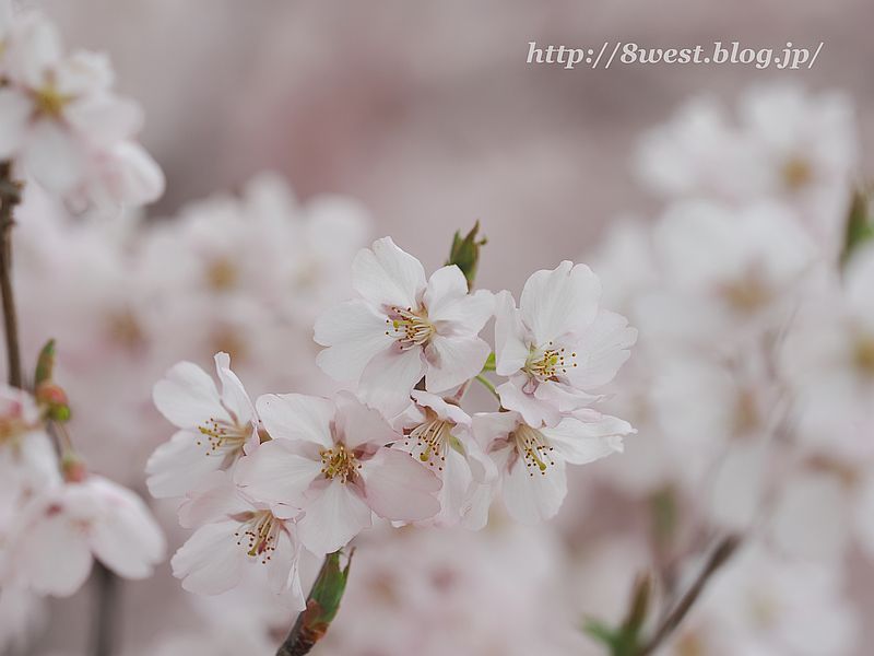高遠小彼岸桜26