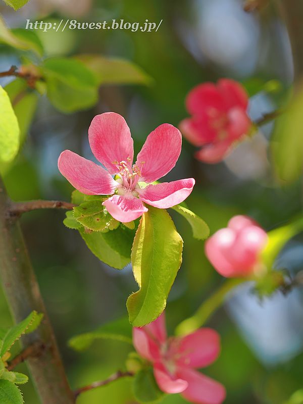 花梨2