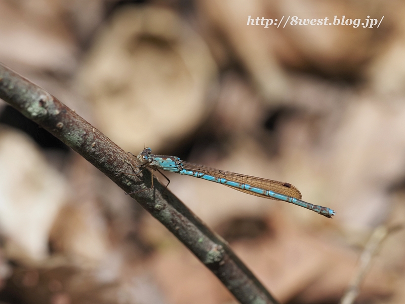 ホソミオツネントンボ