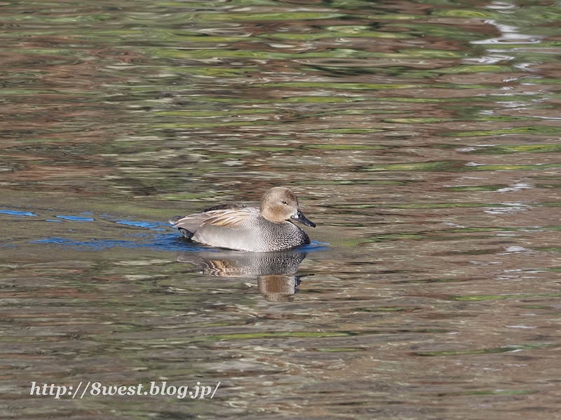 オカヨシガモ11