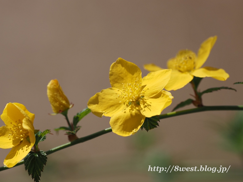 ヤマブキ1