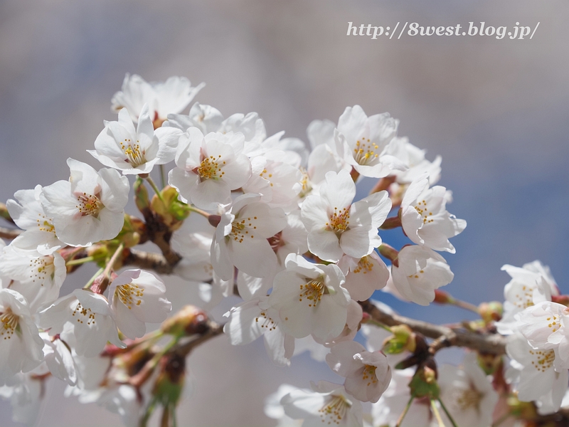 桜3