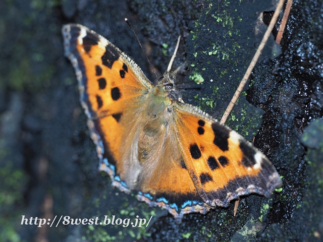 ヒオドシチョウ1