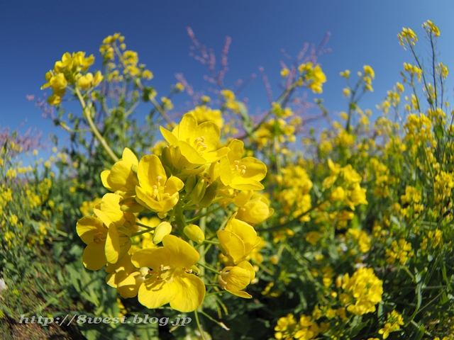 菜の花1