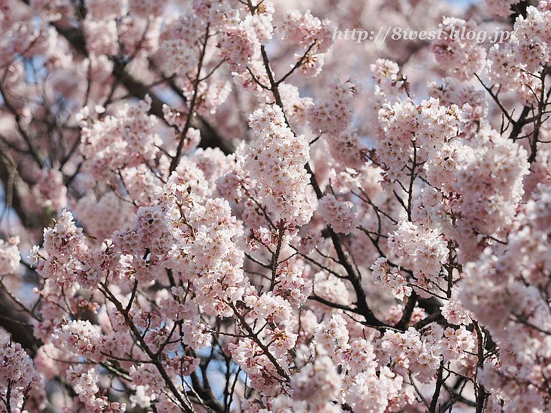 神代桜15
