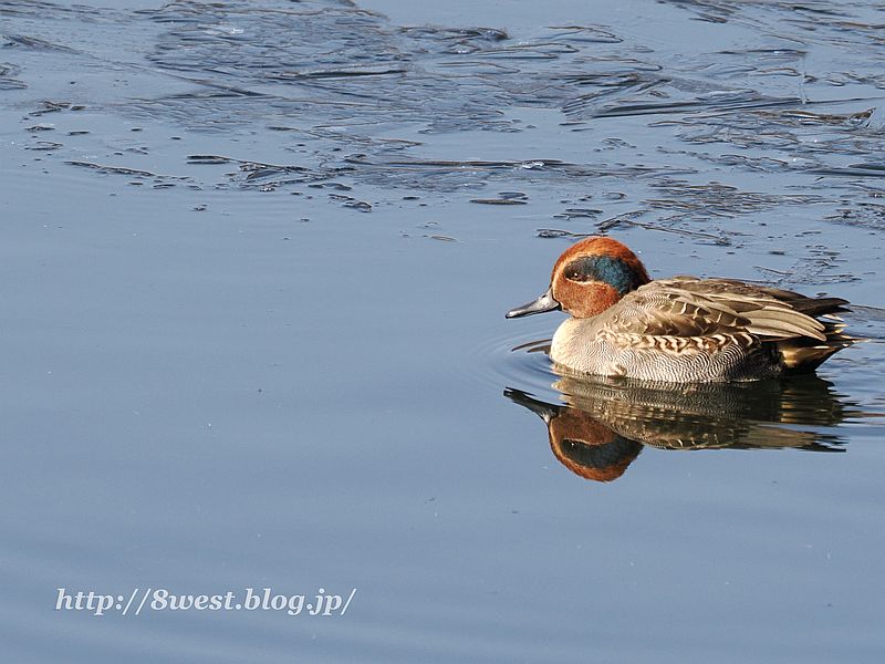 コガモ2