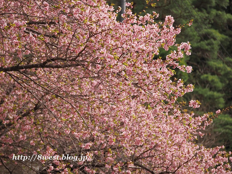 河津桜01