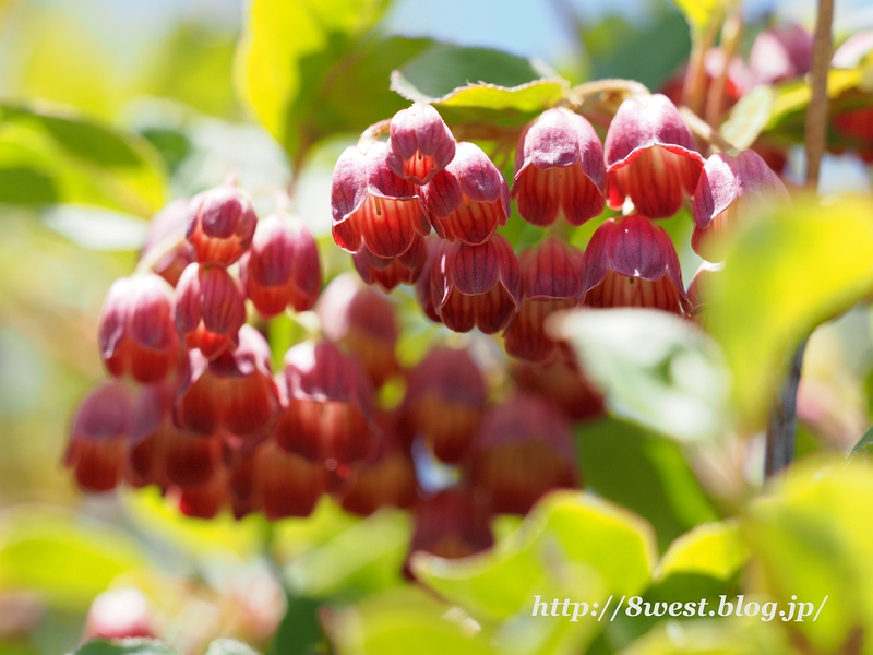 サラサドウダン2