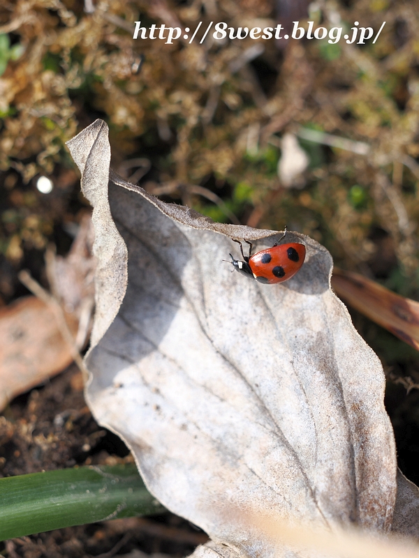 ナナホシテントウ1