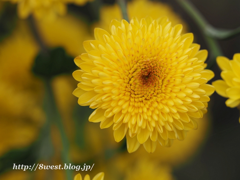 菊6