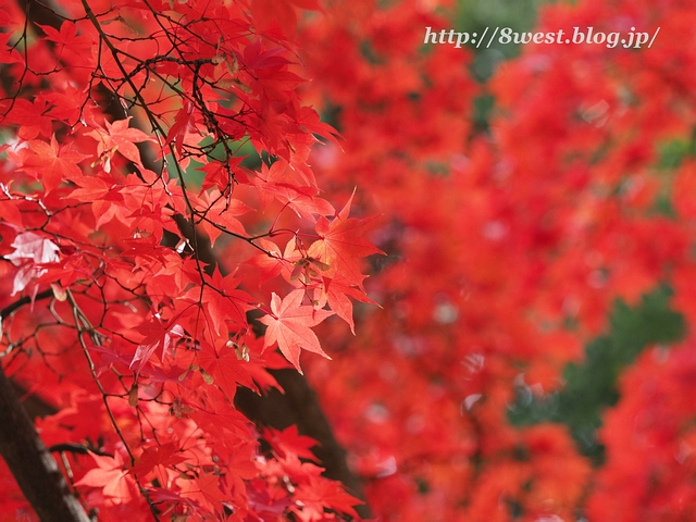 紅葉04