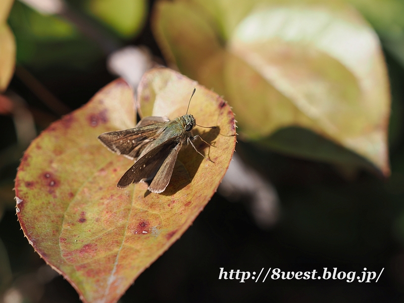 チャバネセセリ1