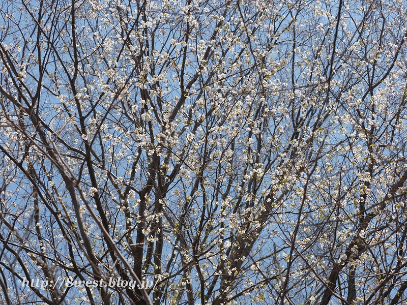 霞桜27