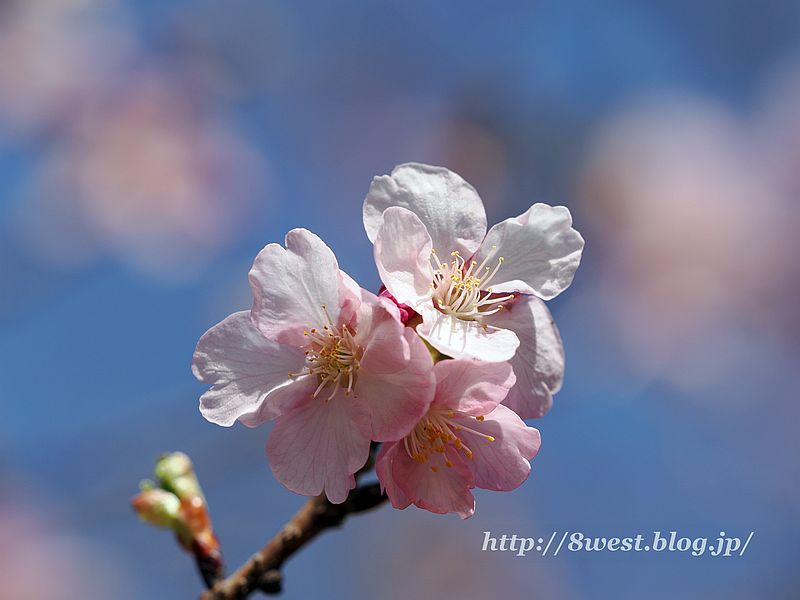 河津桜1