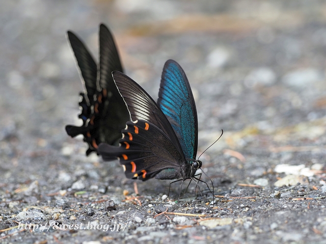 カラスアゲハ5