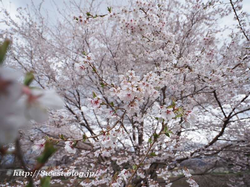 宇宙桜3