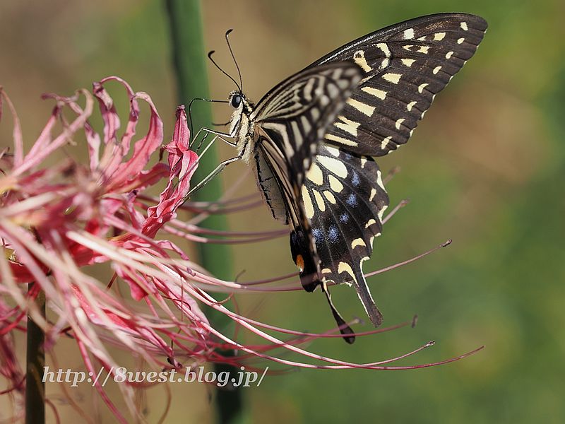 アゲハ4