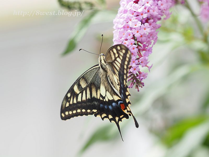キアゲハ6