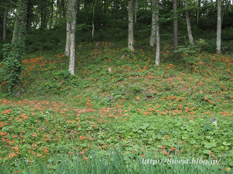 キツネノカミソリ02