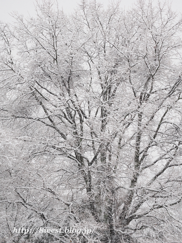 雪1