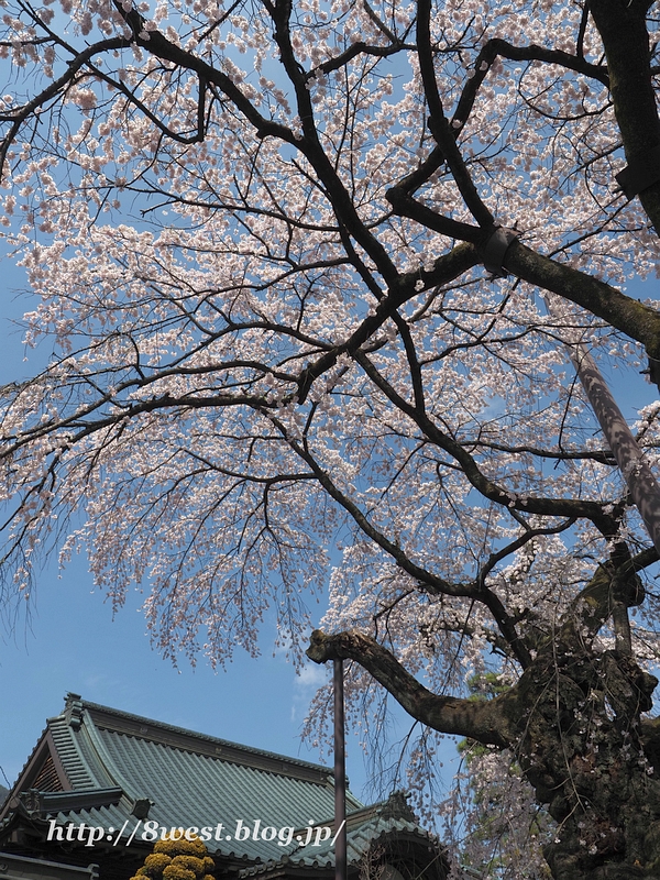 阿弥陀寺10