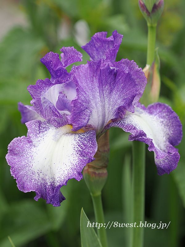 ジャーマンアイリス1