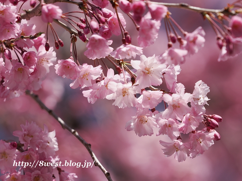 八重紅しだれ桜2