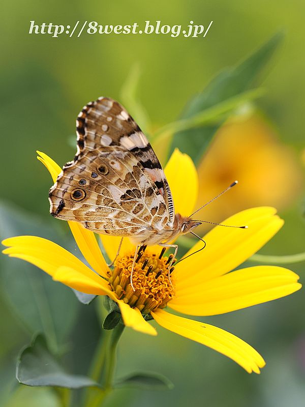 ヒメアカタテハ2