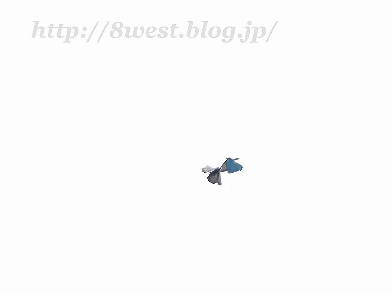 ジョウザンミドリシジミ1