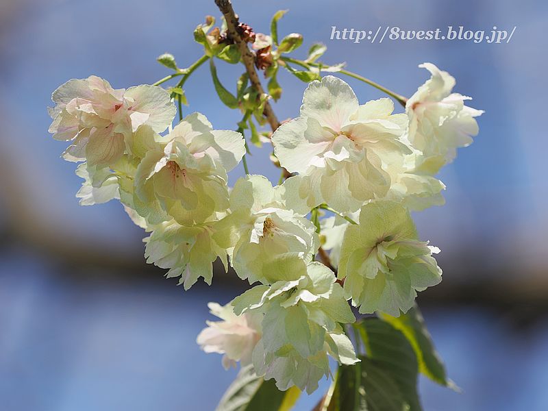 八重桜14