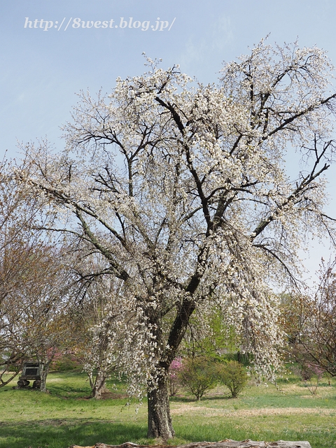 霞桜02