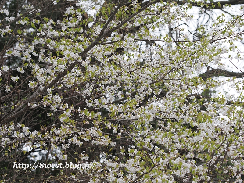 霞桜7