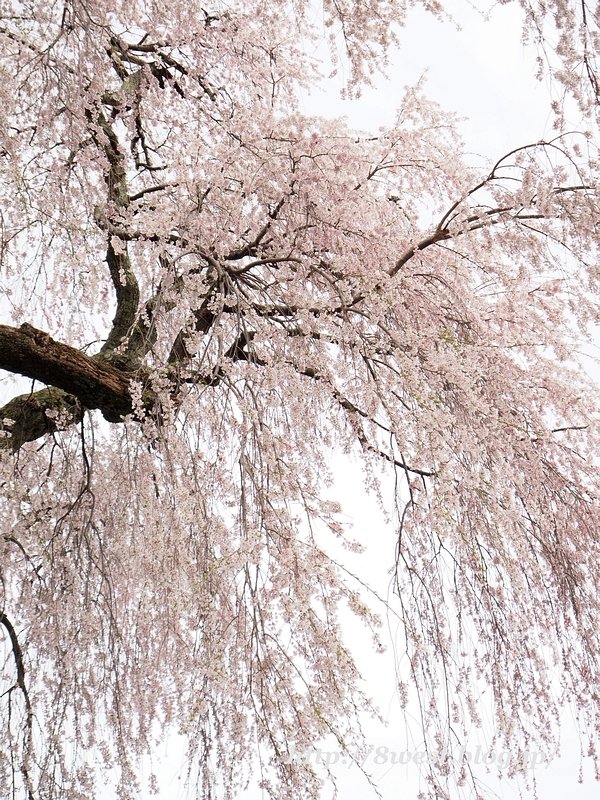 祖霊桜10
