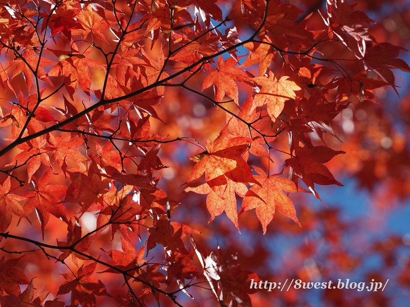紅葉7