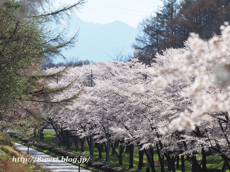 桜10