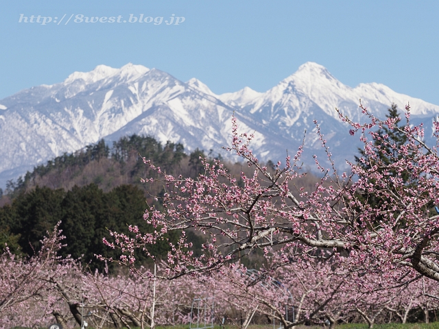 桃と八ヶ岳09