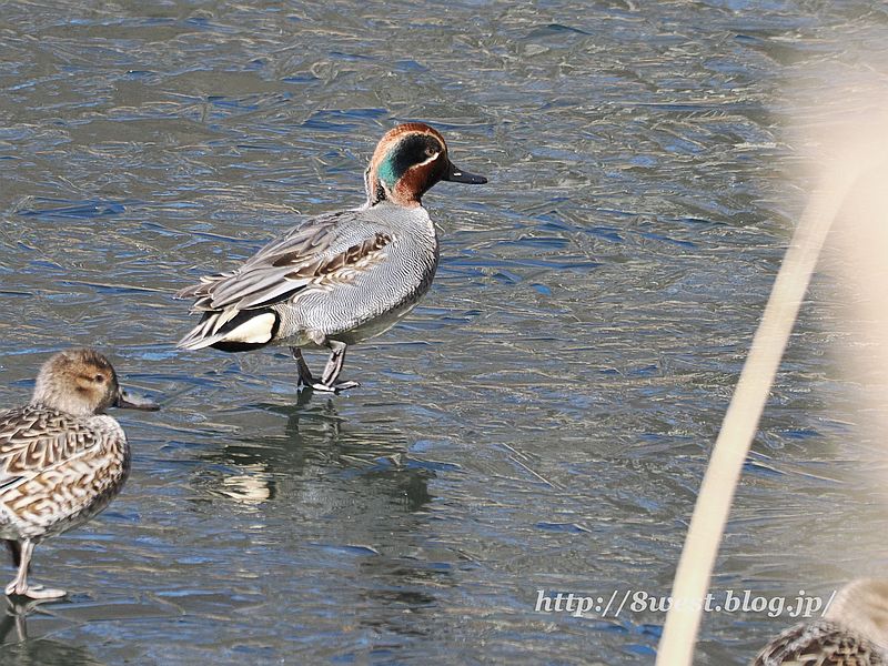 コガモ2