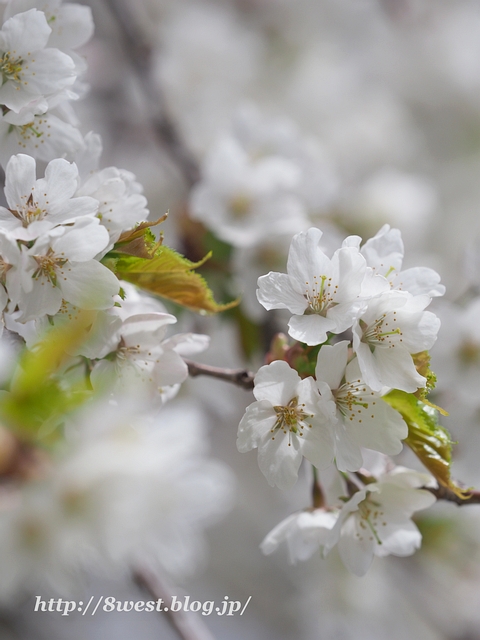 霞桜13