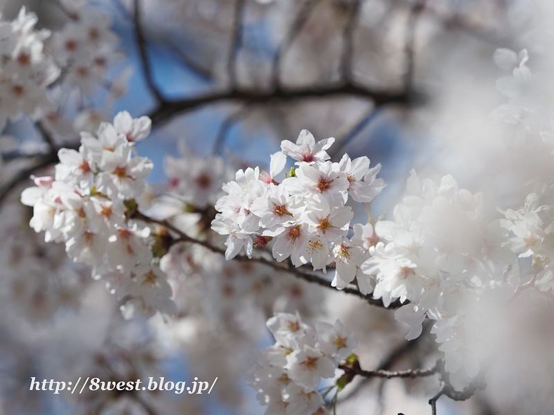 桜16