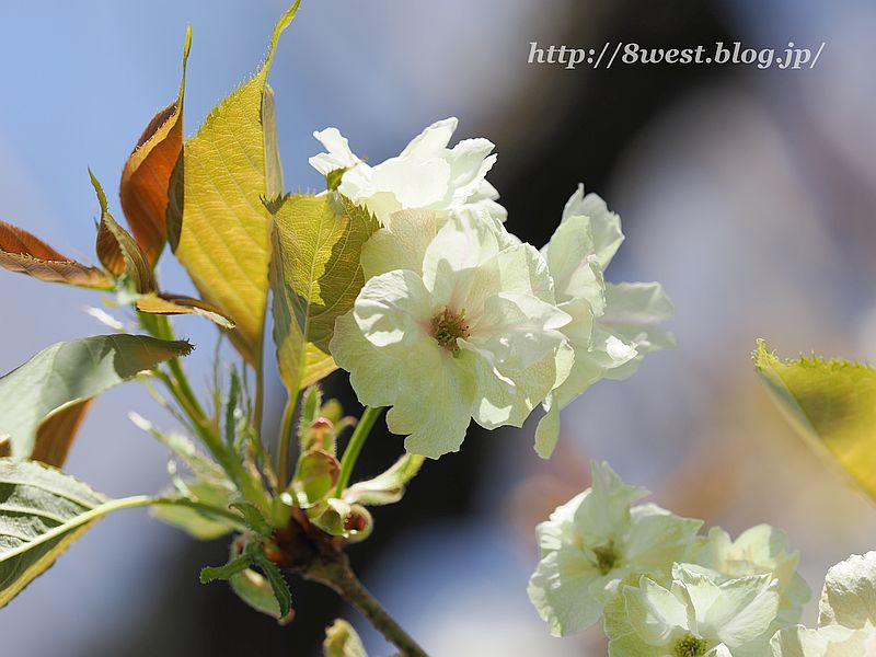 八重桜10