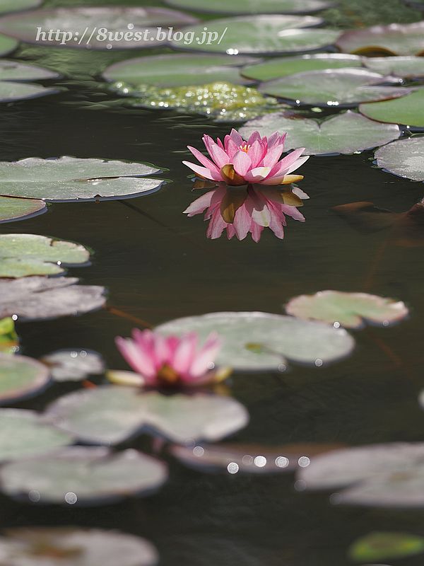 睡蓮20