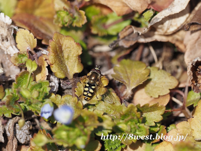 フタホシヒラタアブ