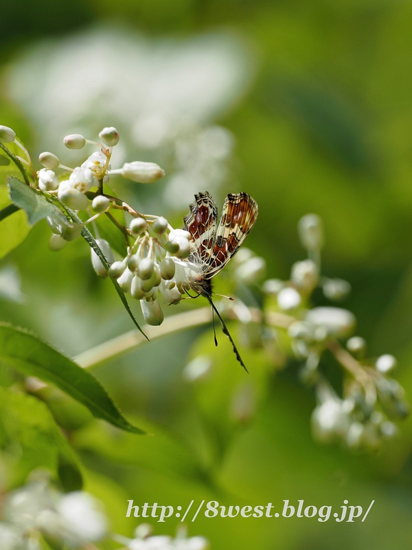 サカハチチョウ04